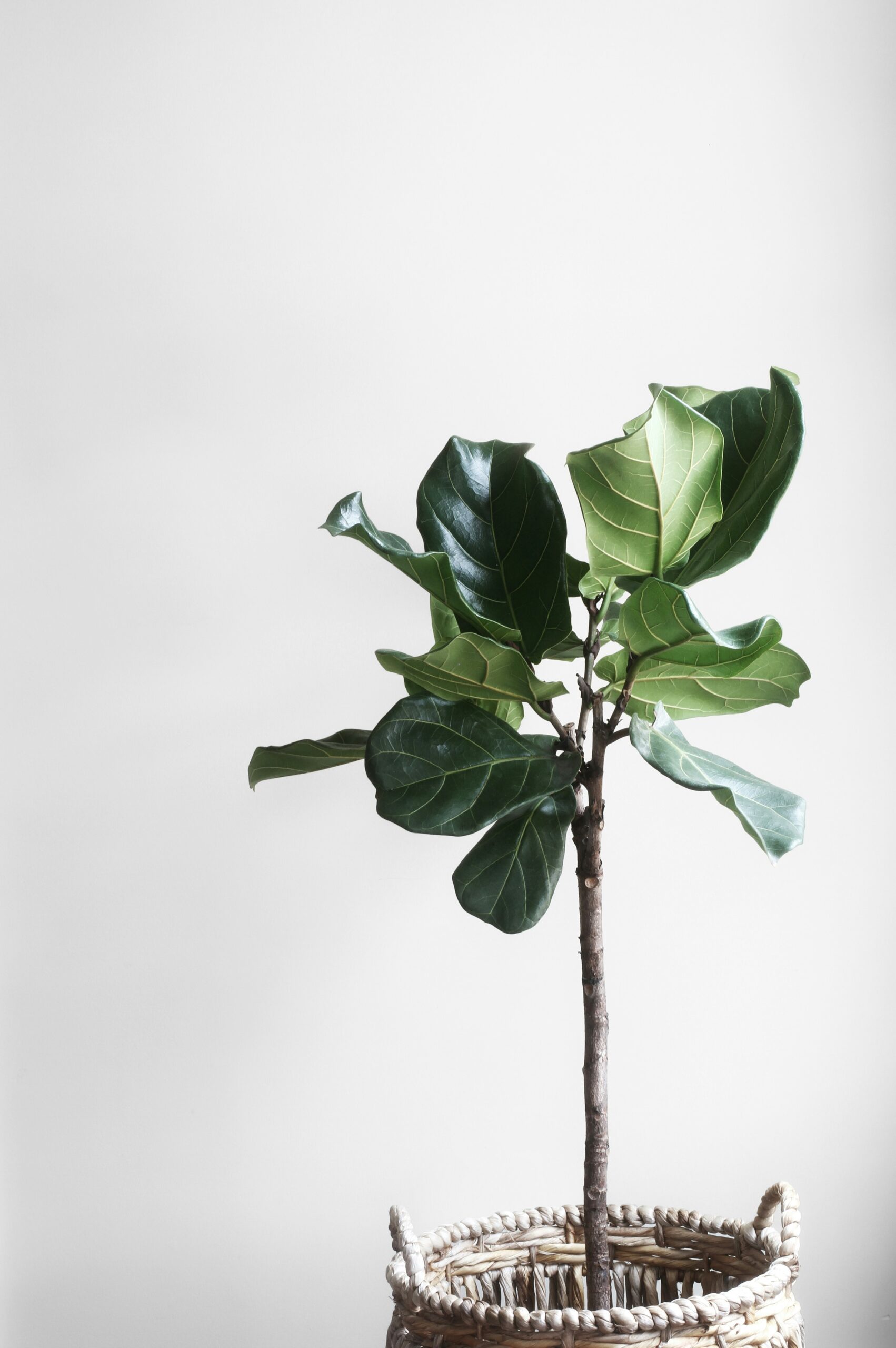 Plant Geijsler